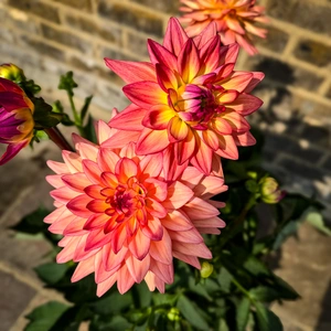 Dahlia 'Sincerity Peach' (Pot Size 3L) - image 1