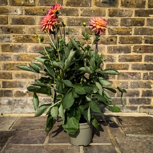 Dahlia 'Sincerity Peach' (Pot Size 3L) - image 2