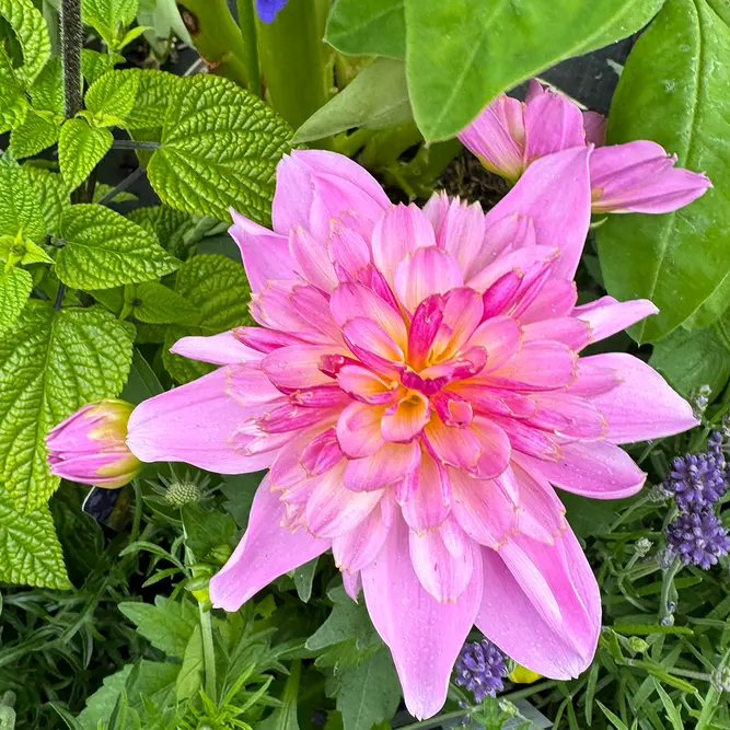 Dahlia 'Starburst Pink' (Pot Size 2L) - image 2