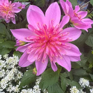 Dahlia 'Starburst Pink' (Pot Size 2L) - image 1