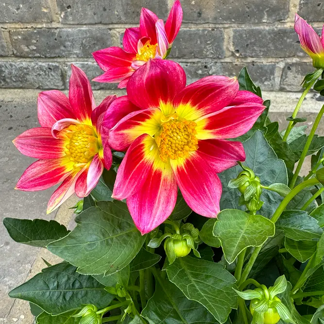 Dahlia 'Summer Red Bicolour' (Pot Size 17cm) - image 1