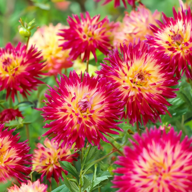 Dahlia 'Tahiti Sunrise' (Pot Size 3L) - image 1