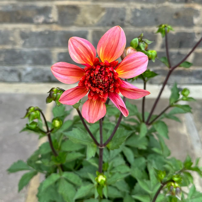 Dahlia 'Totally Tangerine' (Pot Size 3L) - image 1