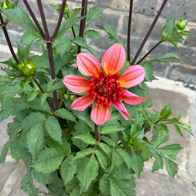 Dahlia 'Totally Tangerine' (Pot Size 3L) - image 2