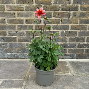 Dahlia 'Totally Tangerine' (Pot Size 3L) - image 3