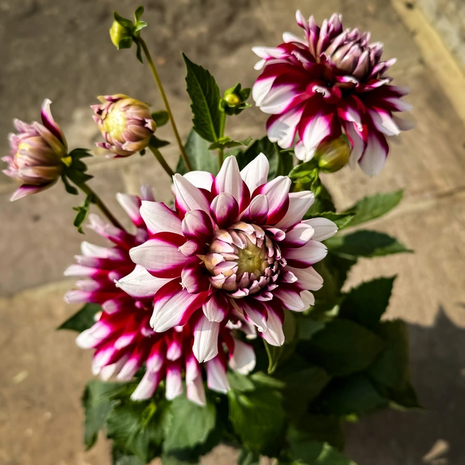 Dahlia Verdi Glory Flower