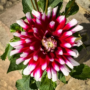 Dahlia 'Verdi Glory' (3L) - image 3