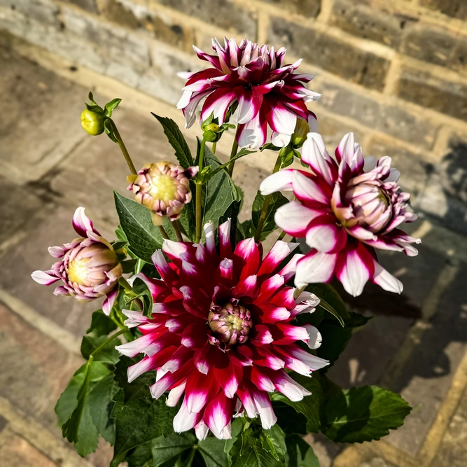 Dahlia 'Verdi Glory' (3L) - image 4