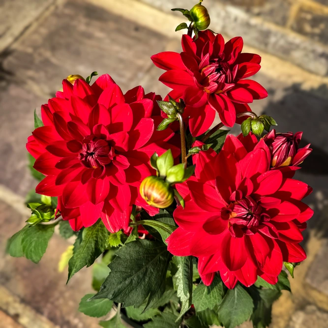 Dahlia 'Wittemans Best' (Pot Size 3L) - image 1