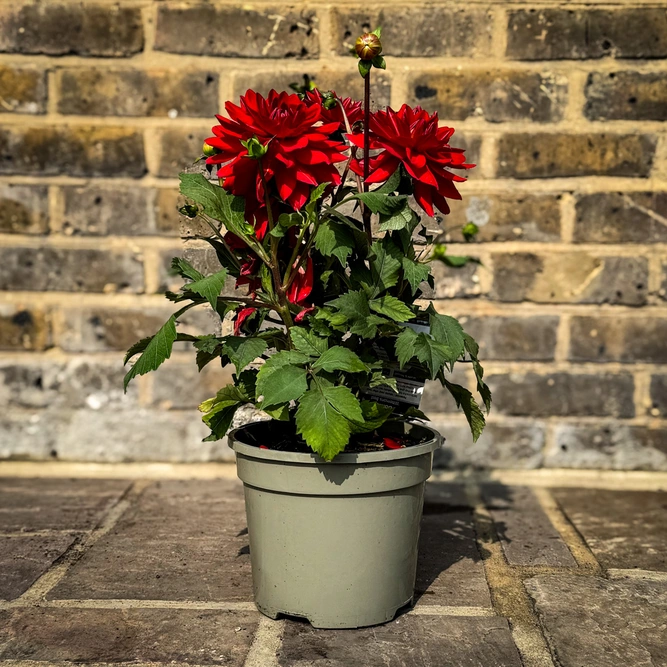 Dahlia 'Wittemans Best' (Pot Size 3L) - image 2