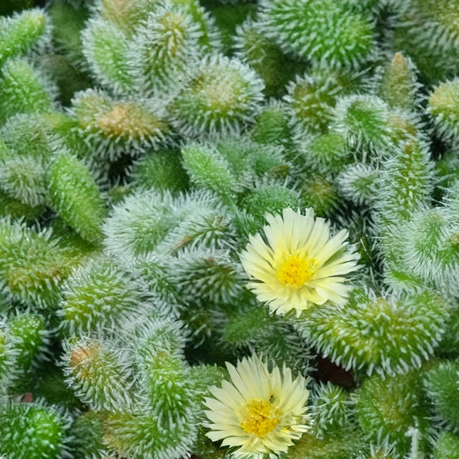 Delosperma echinatum (Pot Size 12cm) Pickle Plant