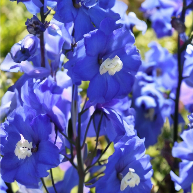 Delphinium B&L Blue Nile (Pot Size 3L) Larkspur Perennial - image 1