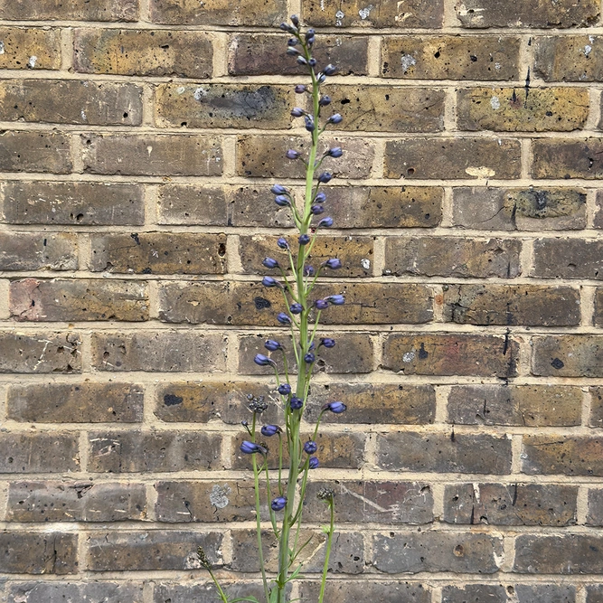 Delphinium B&L Blue Nile (Pot Size 3L) Larkspur Perennial - image 4