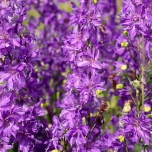 Delphinium 'Delgenius Breezin' (Pot Size 3L) Larkspur Perennial - image 1