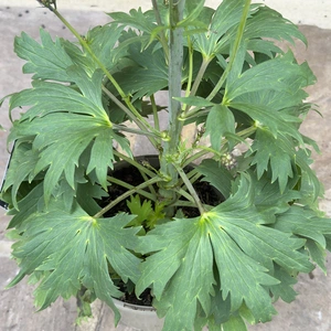 Delphinium 'Delgenius Breezin' (Pot Size 3L) Larkspur Perennial - image 3