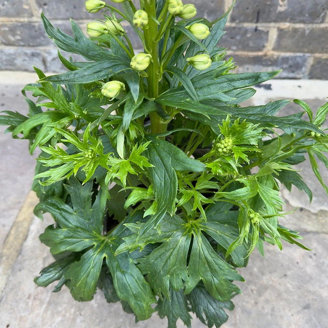 Delphinium 'Delgenius Neva' (Pot Size 3L) Larkspur Perennial - image 3