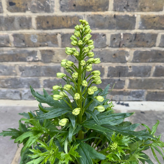 Delphinium 'Delgenius Neva' (Pot Size 3L) Larkspur Perennial - image 4