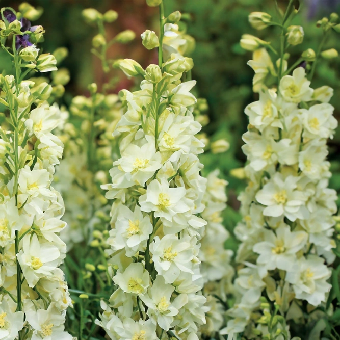 Delphinium 'Delgenius Neva' (Pot Size 3L) Larkspur Perennial - image 1