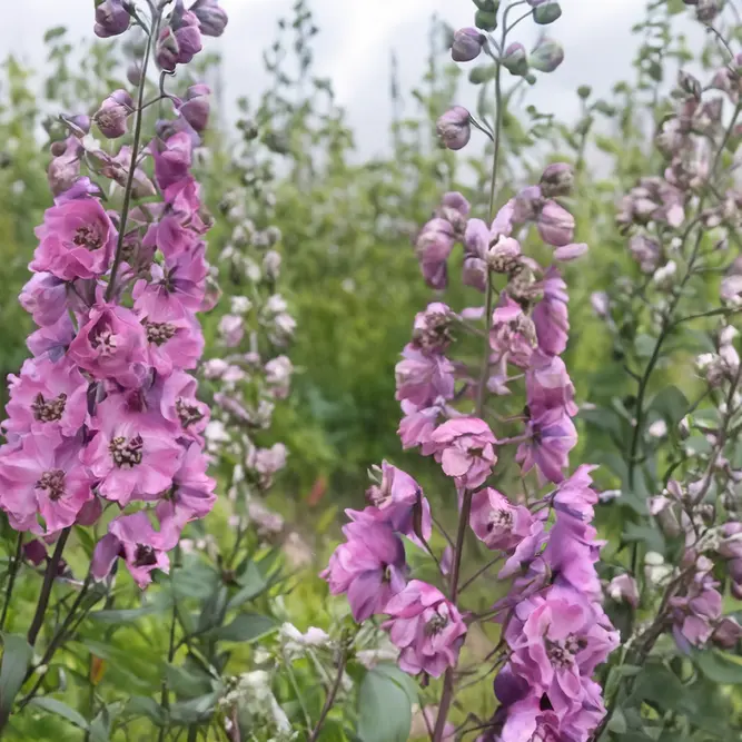 Delphinium 'Dusky Maidens' (Pot Size 1L) Larkspur