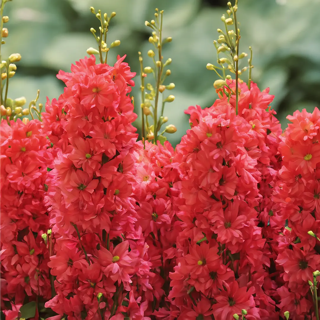 Delphinium 'Elatum Red Lark' (Pot Size 3L) Larkspur - The Boma Garden ...