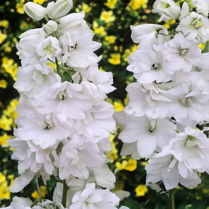 Delphinium 'Galahad' (Pot Size 1L) Larkspur  Perennial