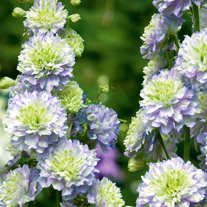 Delphinium 'Highlander Moonlight' (Pot Size 3L) Larkspur Perennial - image 1