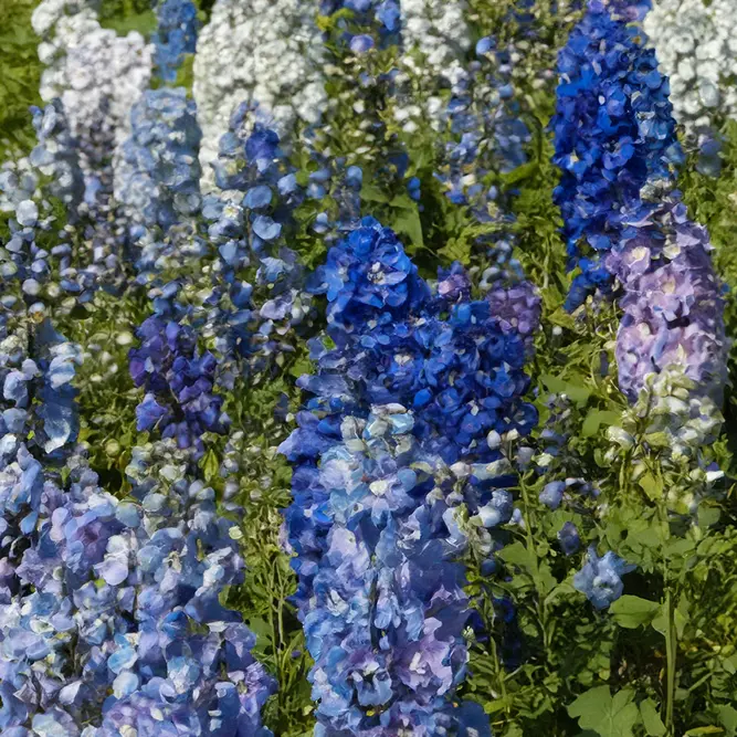 Delphinium 'Pacific Giant' (Pot Size 1L) Larkspur  Perennial