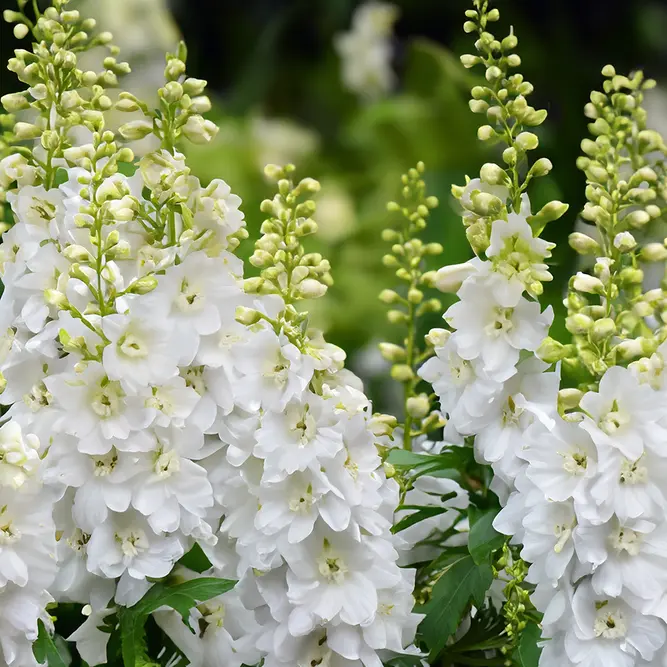 Delphinium 'Pure White' (Pot Size 1L) Larkspur  Perennial