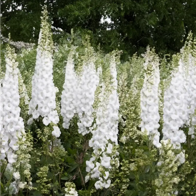 Delphinium 'Rose White Bee' (Pot Size 1L) Larkspur