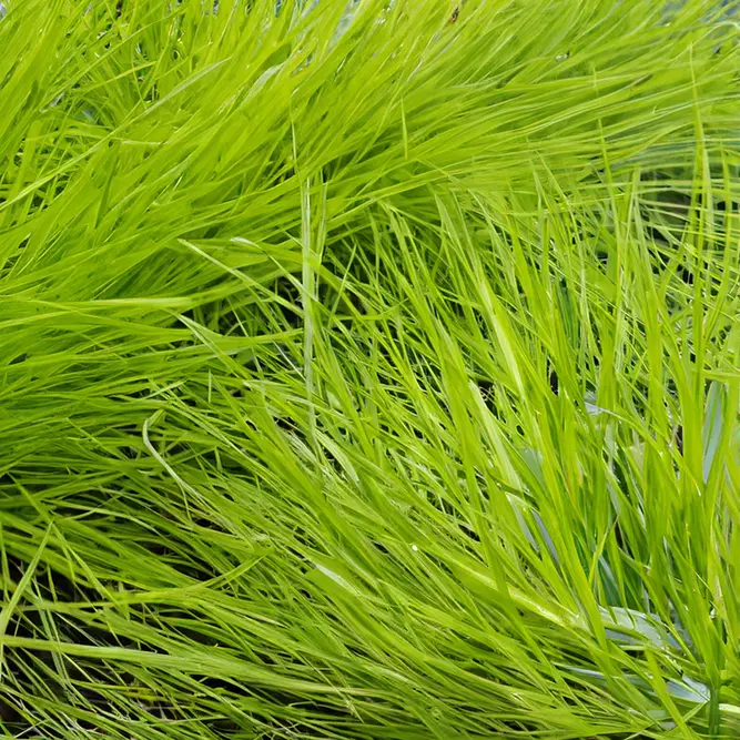 Deschampsia cespitosa ‘AmiLime’ (Pot Size 2L) Tufted Hair Grass