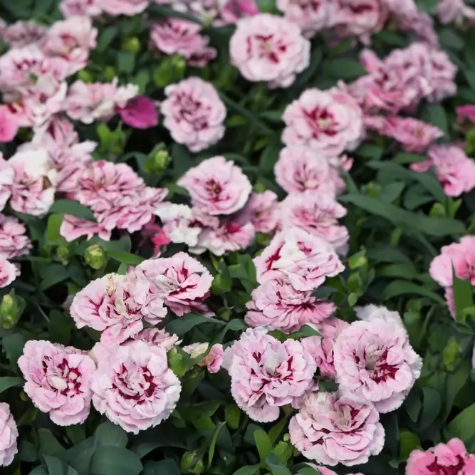 Dianthus 'Oscar Purple' (Pot Size 10.5cm) Oscar Purple Carnation