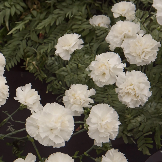 Dianthus 'Oscar White' (Pot Size 10.5cm) Oscar White Carnation