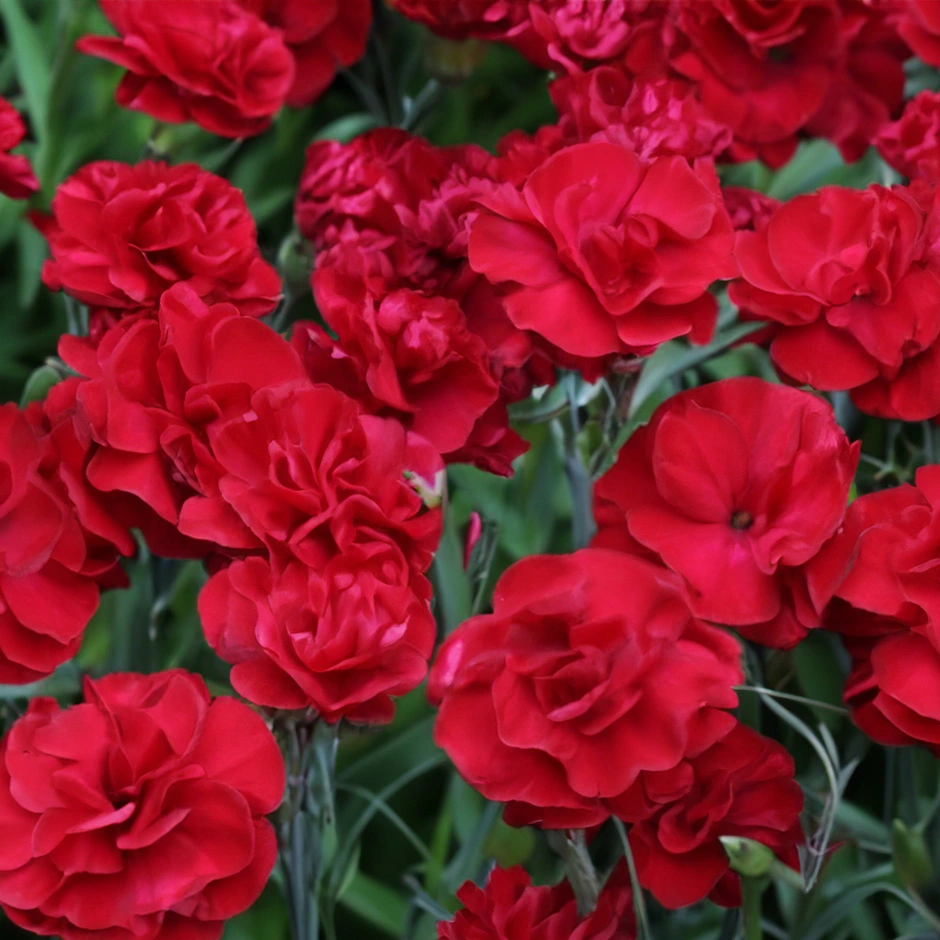 Dianthus 'passion' (pot Size 1.5l) - The Boma Garden Centre