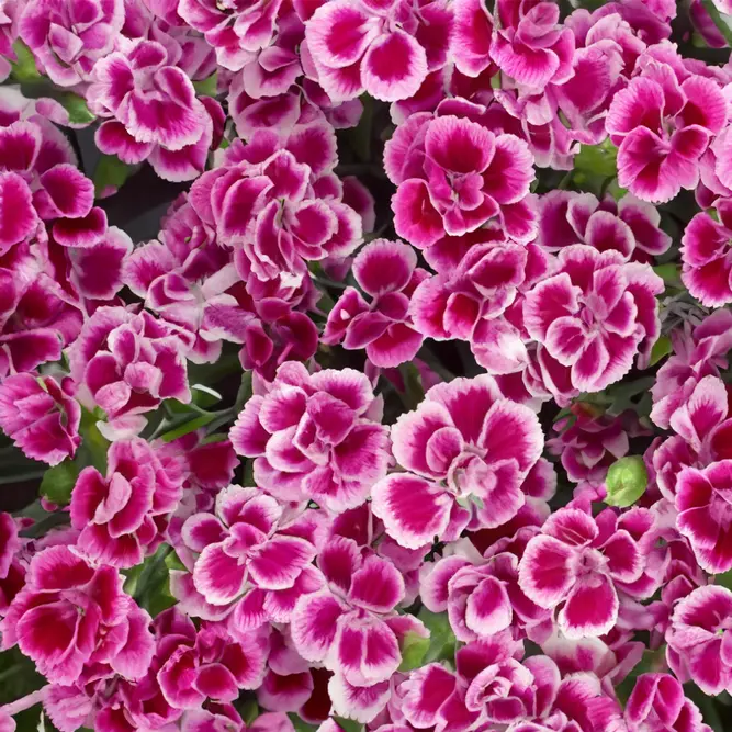 Dianthus 'Pink Kisses' (Pot Size 10.5cm)