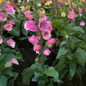 Digitalis purpurea 'Lucas Pink' (Pot Size 19cm) - Foxgloves - image 2