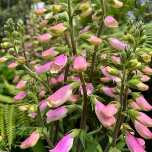 Digitalis purpurea 'Lucas Pink' (Pot Size 19cm) - Foxgloves - image 1