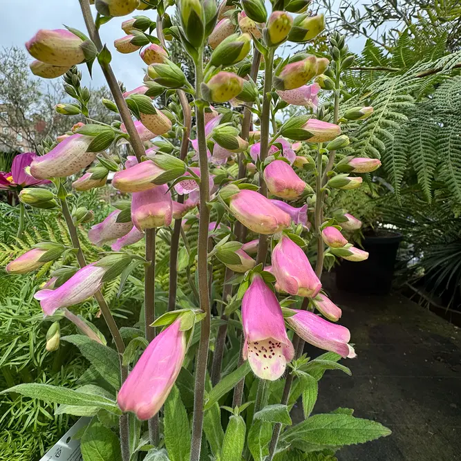 Digitalis purpurea 'Lucas Pink' (Pot Size 19cm) - Foxgloves - image 3