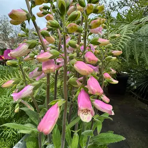 Digitalis purpurea 'Lucas Pink' (Pot Size 19cm) - Foxgloves - image 3