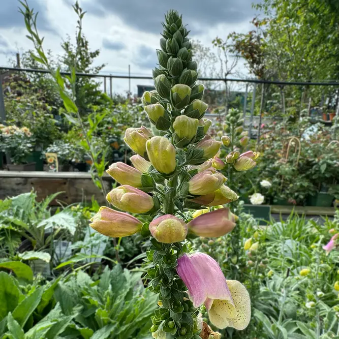 Digitalis purpurea ‘Sweet Dreams’ (Pot Size 17cm) Foxglove - image 2