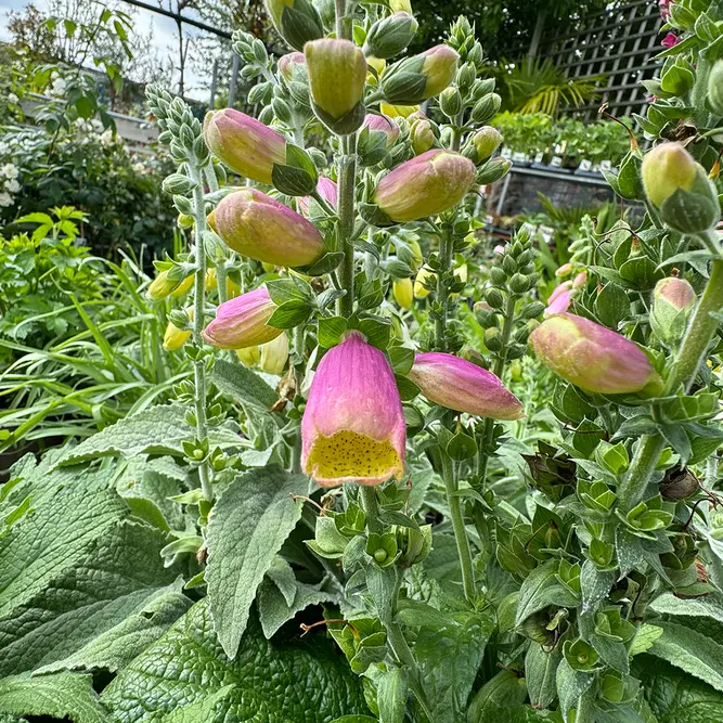 Digitalis purpurea ‘Sweet Dreams’ (Pot Size 17cm) Foxglove - image 3