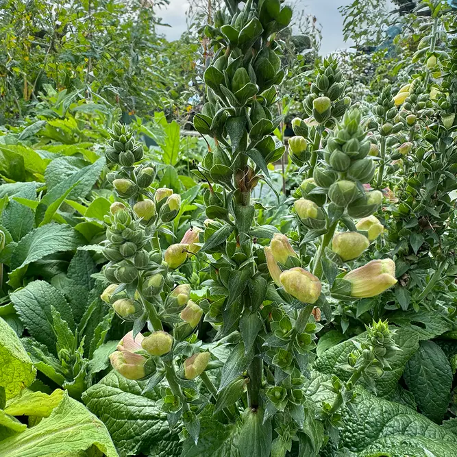 Digitalis purpurea ‘Sweet Dreams’ (Pot Size 17cm) Foxglove - image 4