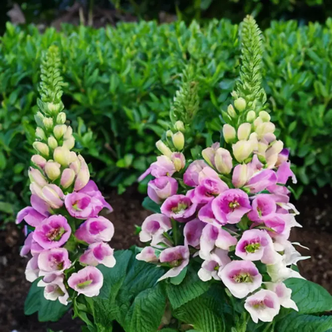 Digitalis purpurea ‘Sweet Dreams’ (Pot Size 17cm) Foxglove - image 1