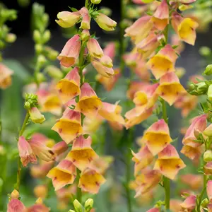 Digitalis x valinii ‘Goldcrest’ (Pot Size 2L) Hybrid Foxglove - image 1