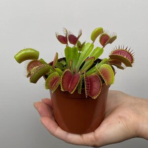 Dionaea muscipula - Venus flytrap