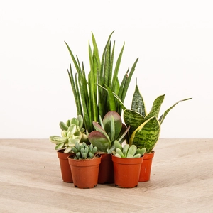 DIY Succulent Bowl Gift Set - image 3