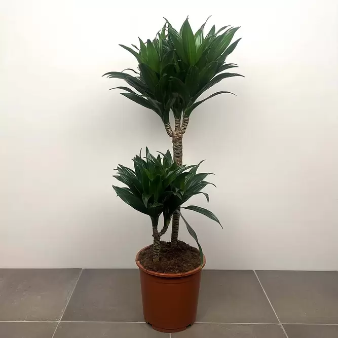 Dracaena fragrans 'Compacta' (Pot Size 24cm)  Compact dragon tree - image 1