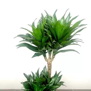 Dracaena fragrans 'Compacta' (Pot Size 24cm)  Compact dragon tree - image 2