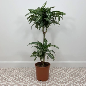 Dracaena fragrans 'Jade Jewel' (Pot Size 19cm) Corn plant - image 3