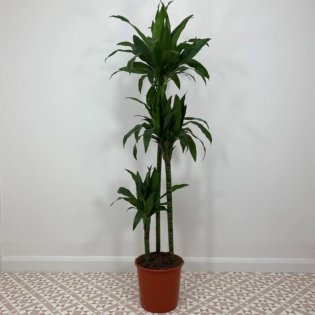 Dracaena Fragrans Janet Craig Pot Size 24cm Dragon Tree Approx Height 145cm The Boma