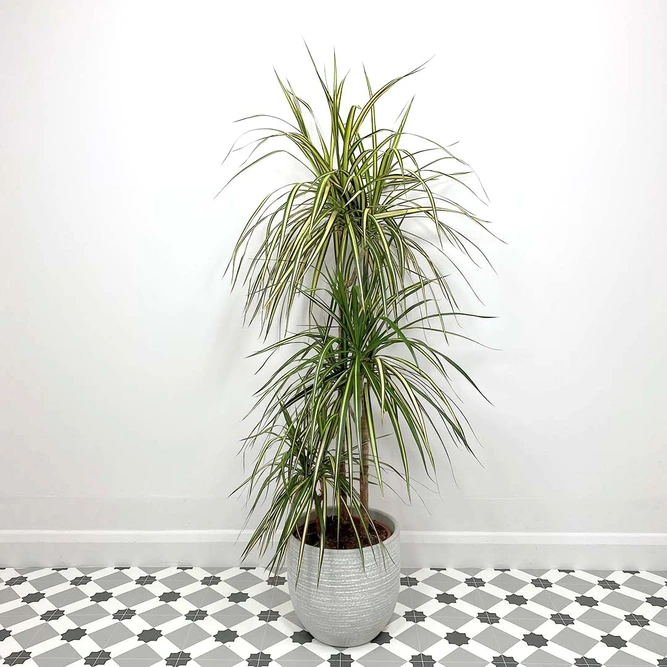 Dracaena marginata 'Golden Dragon' (Pot size 24cm) Approx Height 120cm - image 1